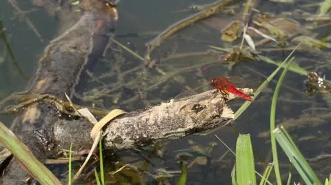 Dragonfly flying Stock Footage 10854979
