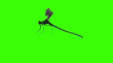 Dragonfly flying at green screen chroma key Stock Footage 40351185
