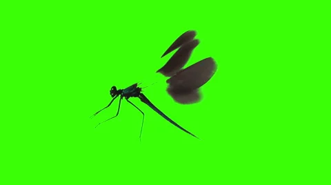 Dragonfly flying at green screen chroma key Stock Footage 40351218