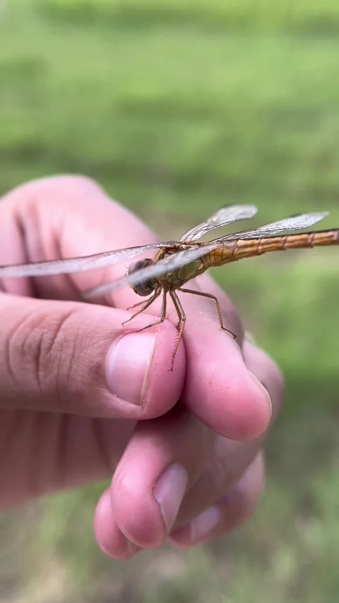 Dragonfly flying in hand. Stock Footage 301685698