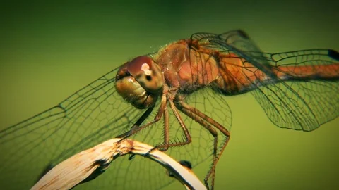Dragonfly flying insect bugs Stock-Footage 274415339