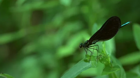 Dragonfly flying off of a leaf in slow motion Video stock 53091271