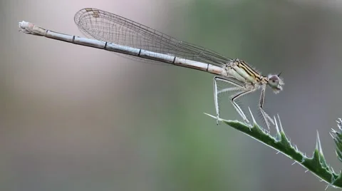 Dragonfly flying off from a leaf thistle Stock Footage 52510780