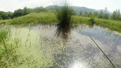 Dragonfly flying over a green pond on a sunny day, slow motion Stock Footage 40580403