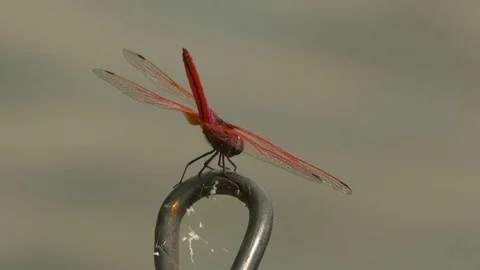 Dragonfly flying over water Stock Footage 71609743