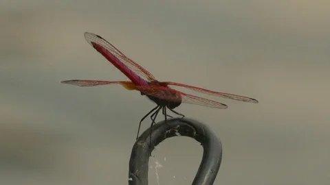 Dragonfly flying over water Stock Footage 71609807