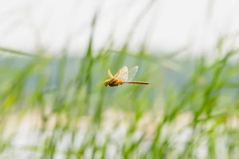 Dragonfly Flying 写真素材
