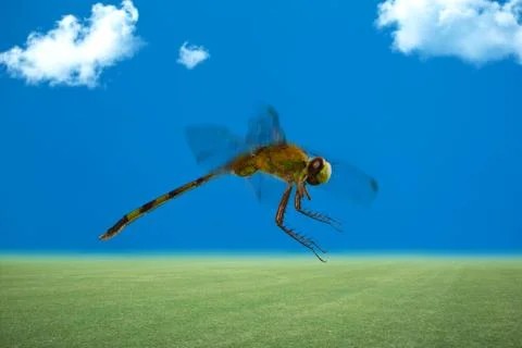 Dragonfly flying Stock Photos