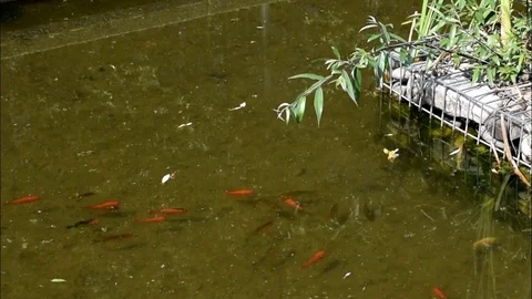 Dragonfly flying on a pond Stock Footage 76216864