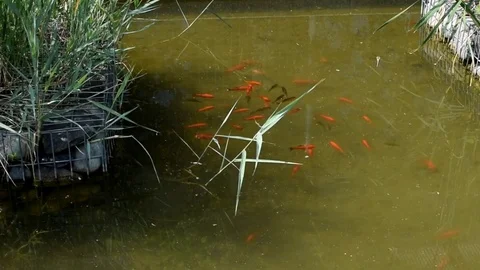 Dragonfly flying on a pond Stock Footage 76216868
