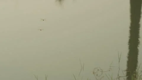 Dragonfly flying on a pond with reflection Video stock 186456186