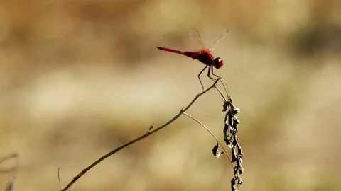Dragonfly flying off slo mo Видео 261378689