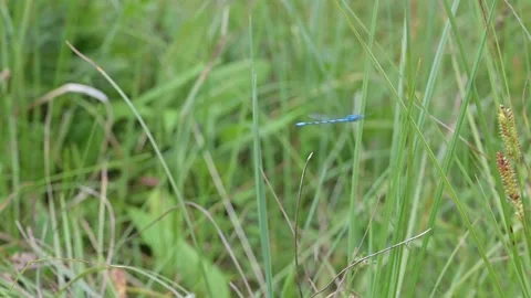 Dragonfly flying in slow motion between the grass 스톡 동영상 203234124