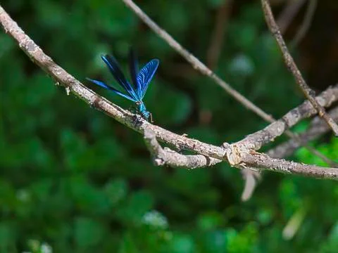 Dragonfly Flying Start Foto stock