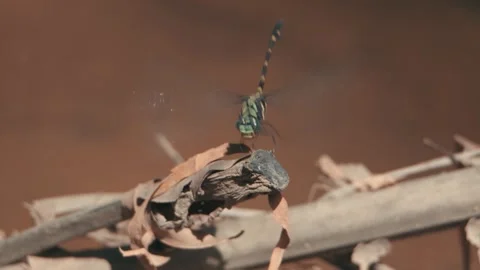 Dragonfly flying in super slowmotion Stock Footage 256289625