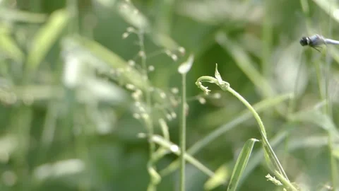 Dragonfly flying in super slowmotion Stock Footage 256289669