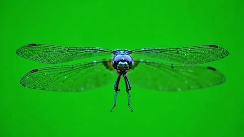 Dragonfly flying with translucent wings on a vibrant green background Stock Footage 320613424