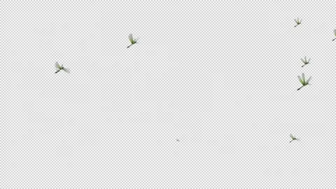 Dragonfly is flying on Transparent background. Motion graphic 動画素材 236741319