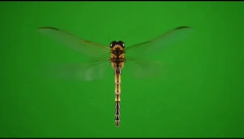 Dragonfly flying with transparent wings against a vibrant green background Stock Footage 320613407