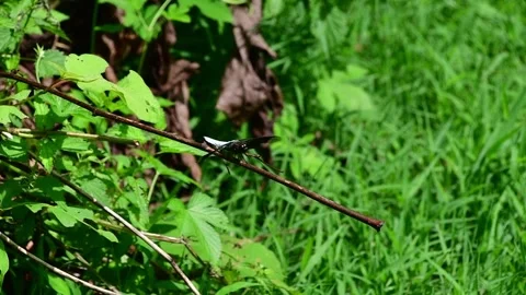 Dragonfly flying off twig Stock Footage 246943150