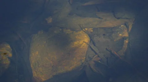 Dragonfly flying on water. Stock Footage 69033218
