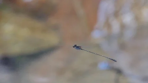 Dragonfly flying on waterfall backgrounds. Video stock 119985469