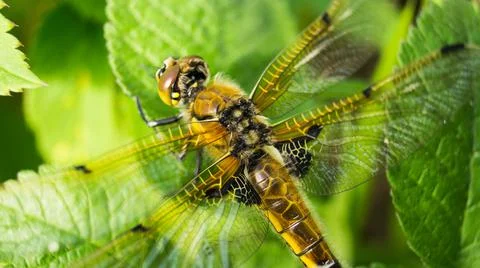 Dragonfly in the foliage close-up Stock Photos