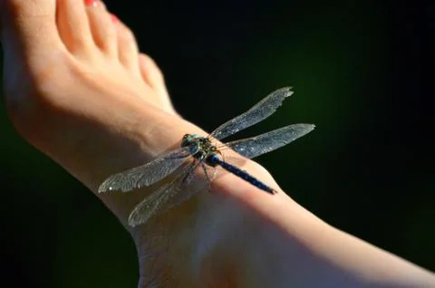 Dragonfly on foot Stock Photos