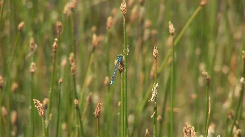 Dragonfly  Stock Footage 82785