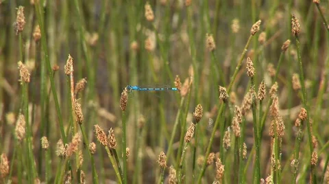 Dragonfly Stock Footage 82786