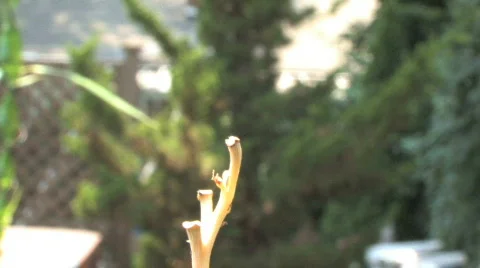 Dragonfly Video stock 107122