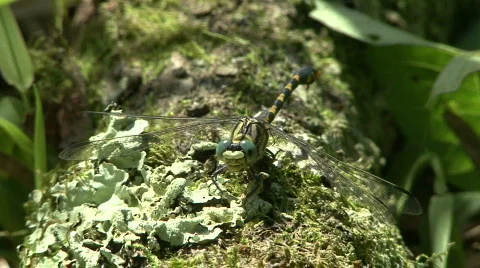 Dragonfly Stock Footage 248427