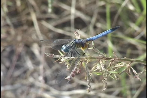 Dragonfly Stock Footage 297430