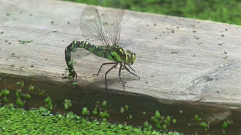 Dragonfly Stock Footage 414367