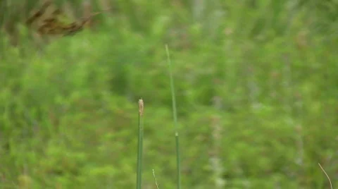 Dragonfly    Video stock 482271