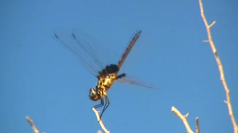 DragonFly Stock-Footage 515417