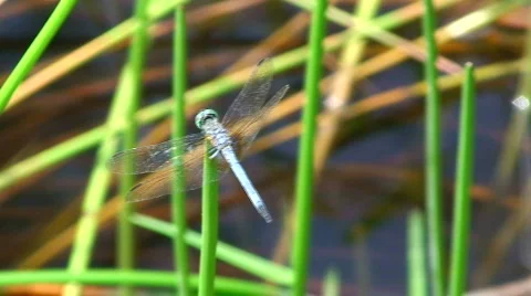 Dragonfly Stock Footage 535405