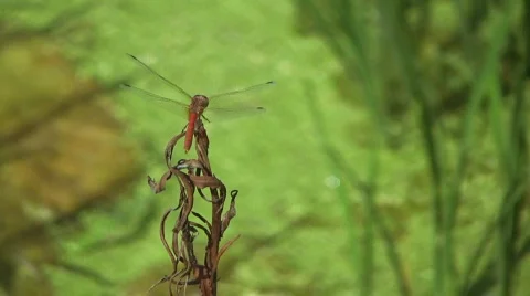 Dragonfly Vidéo 662830