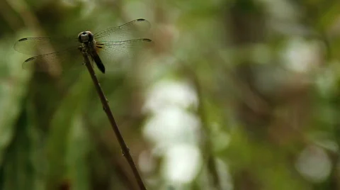 Dragonfly Stock Footage 681412