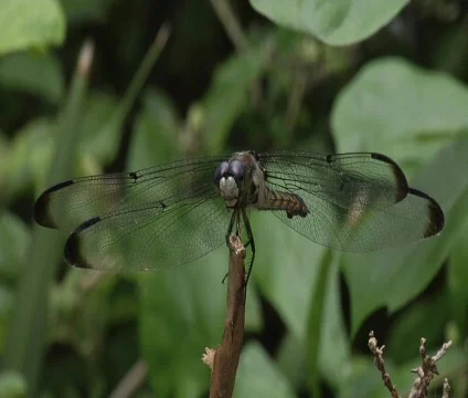 Dragonfly 動画素材 697201