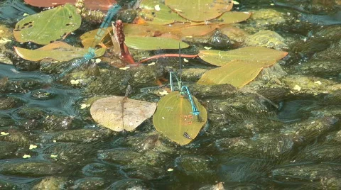 Dragonfly. Stock Footage 769869