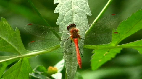 Dragonfly Stock Footage 857490