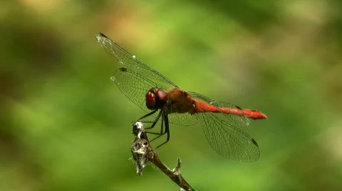 Dragonfly Stock Footage 857522