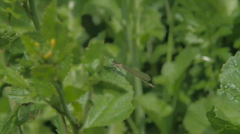 Dragonfly Stock Footage 858466