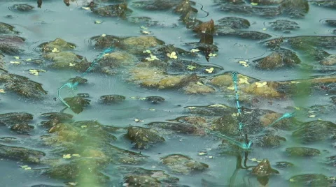 Dragonfly. Stock Footage 865601