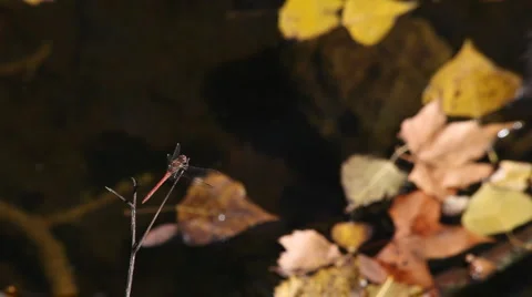 Dragonfly 库存影片 887846