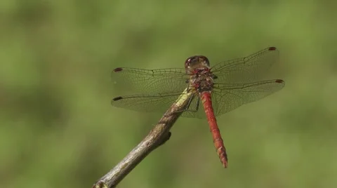 Dragonfly Video stock 1088968