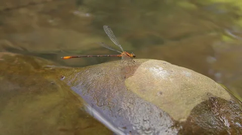 Dragonfly 스톡 동영상 1094407