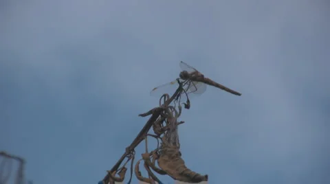 Dragonfly Stock-Footage 2905687