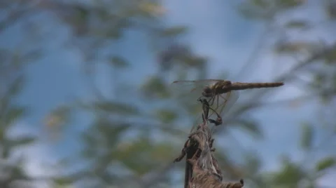 Dragonfly Stock-Footage 2907645